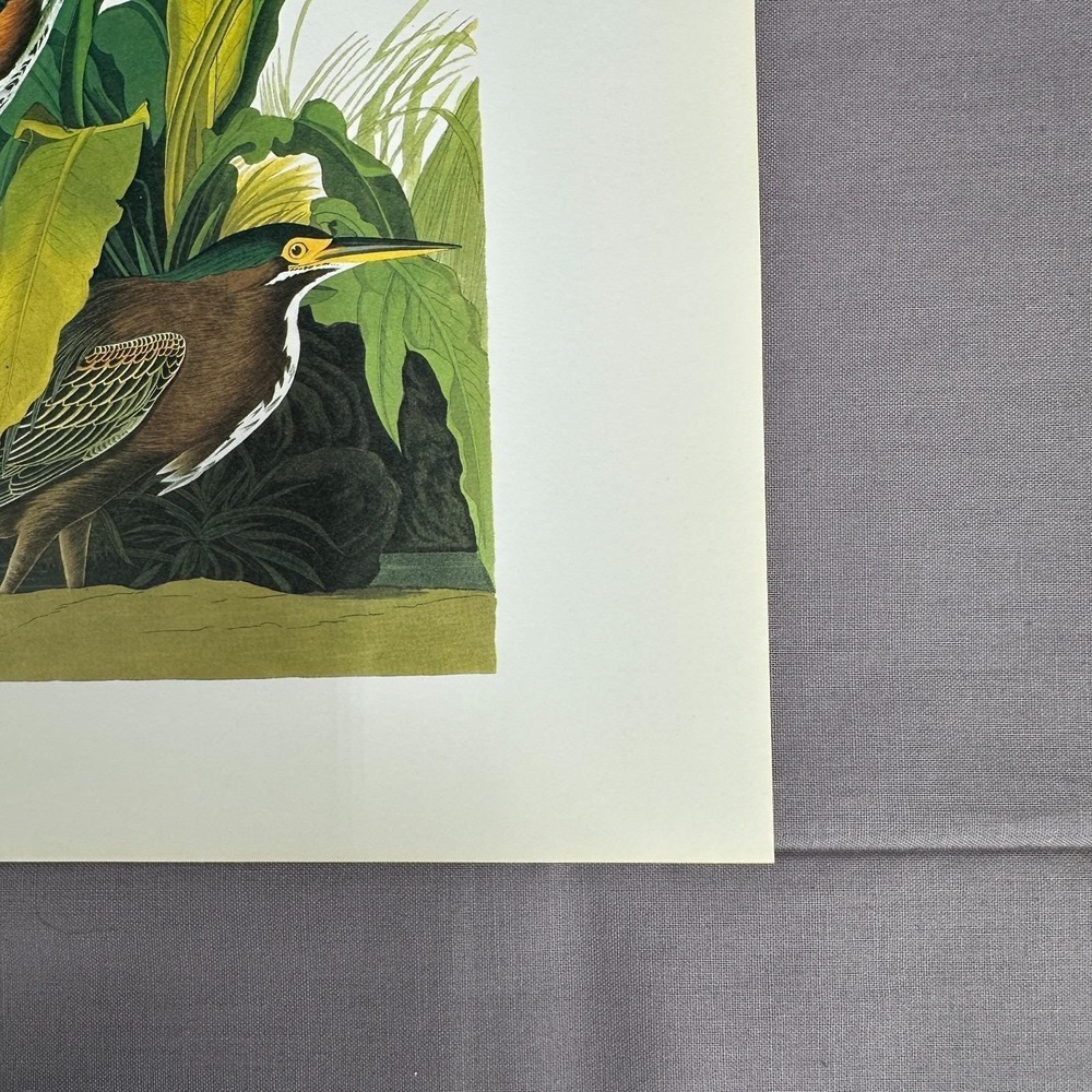 1950 Vintage Print Green Heron American Bird Art Illustration Audubon 8x11 - Picture 5 of 6